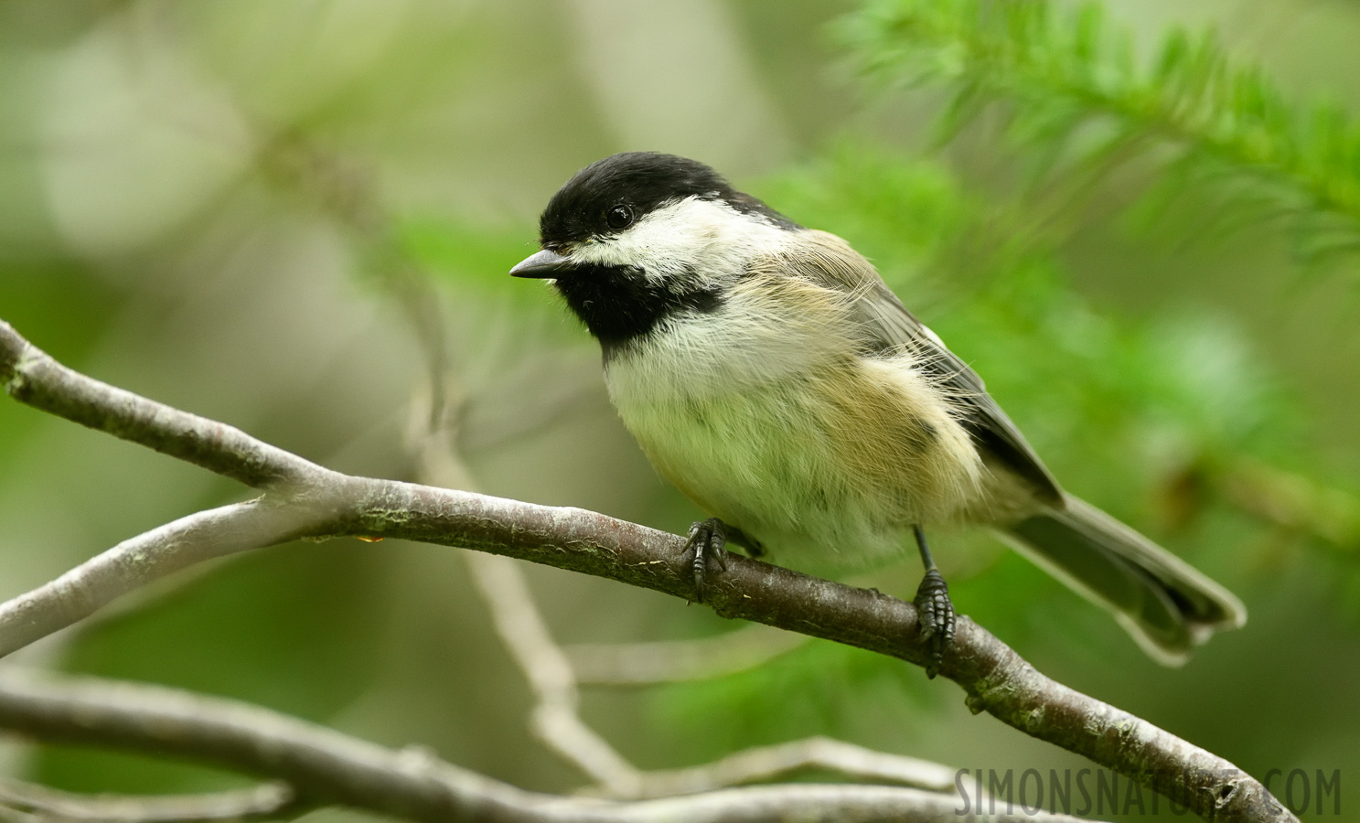 Poecile atricapillus bartletti [400 mm, 1/160 sec at f / 7.1, ISO 2500]